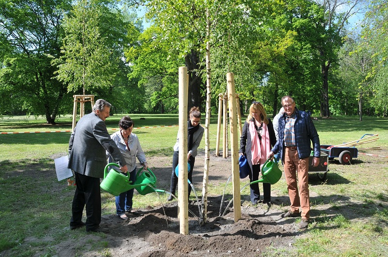 Pflanzung neuer Birken im Schlosspark Biesdorf zum Tag der Befreiung - Angiessen der letzen Birke.jpg